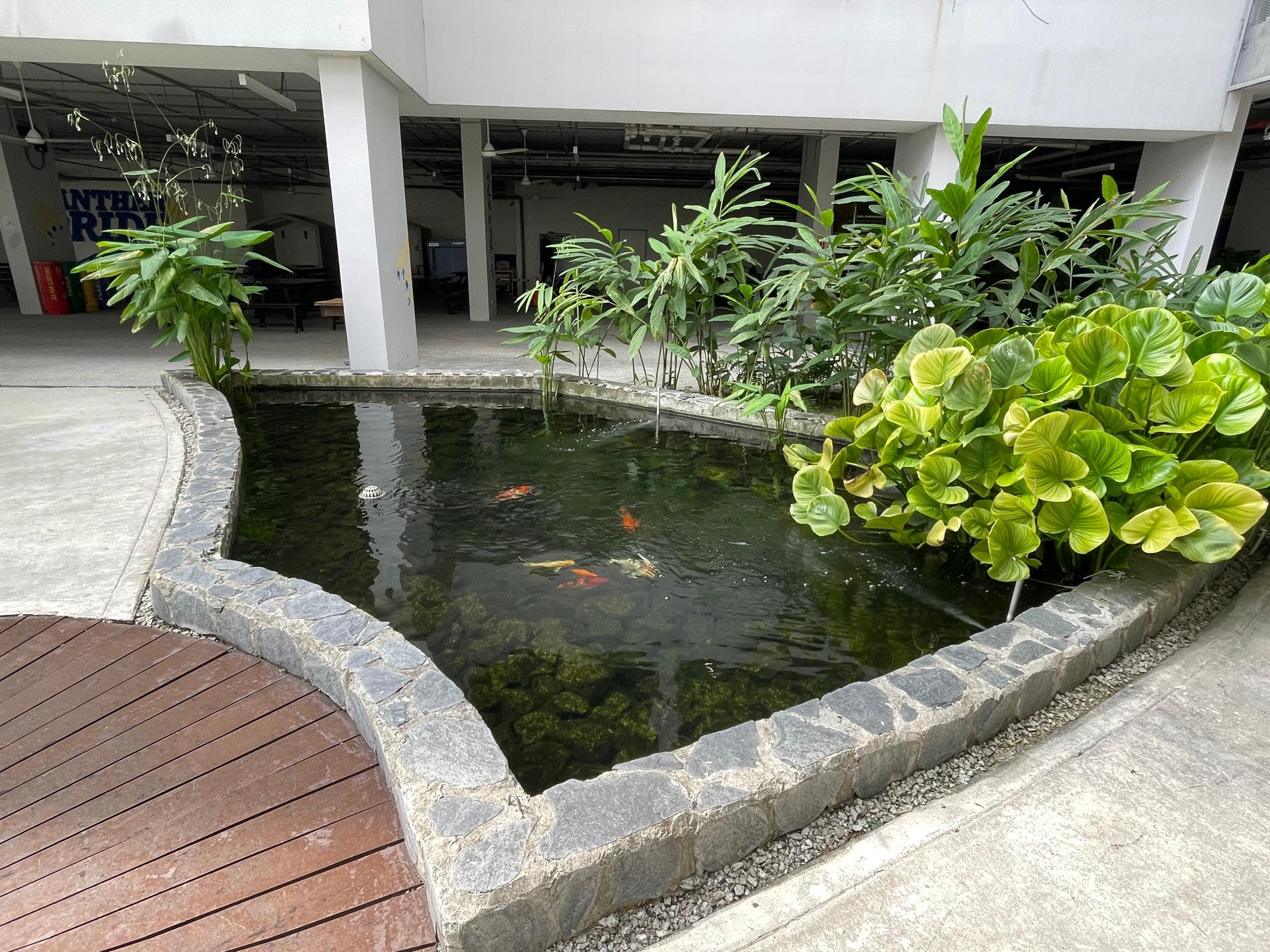 ISKL FishPond - 2